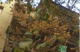 梧桐子怎么吃？梧桐子作用功效