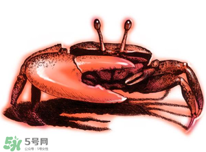 五月份可以吃螃蟹嗎？5月份可以吃螃蟹嗎？