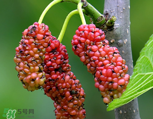 桑葚什么時(shí)候結(jié)果？桑葚幾年結(jié)果？