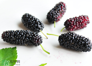 桑葚什么時(shí)候結(jié)果？桑葚幾年結(jié)果？