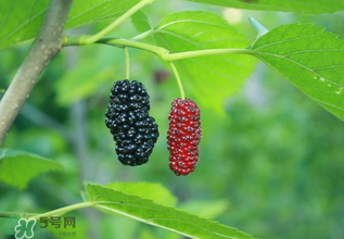 桑葚什么時(shí)候結(jié)果？桑葚幾年結(jié)果？