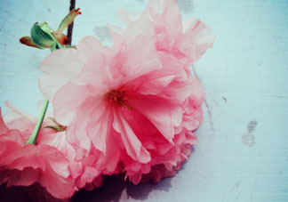 五月份還有櫻花嗎？日本5月份還有櫻花嗎？