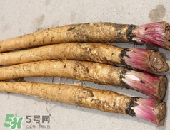 東洋參的營養(yǎng)價值_東洋參的功效與作用及食用方法 東洋參的營養(yǎng)價值_東洋參的功效與作用及食用方法