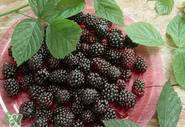 桑葚為什么有酒味？桑葚有酒味可以吃嗎？