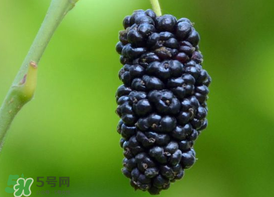 桑葚為什么有酒味？桑葚有酒味可以吃嗎？