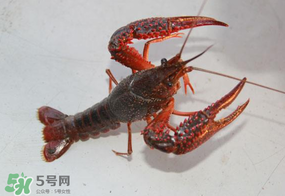 四月份能釣龍蝦嗎？4月份能釣龍蝦嗎？