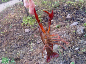 四月份能釣龍蝦嗎？4月份能釣龍蝦嗎？