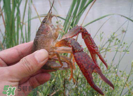 四月份能釣龍蝦嗎？4月份能釣龍蝦嗎？