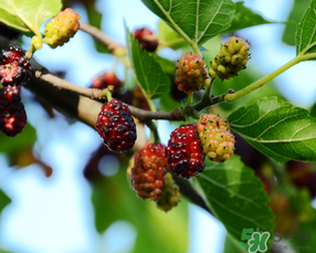 桑葚一天吃多少最好？桑葚一天吃多少合適？