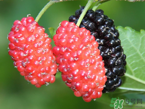 桑葚一天吃多少最好？桑葚一天吃多少合適？