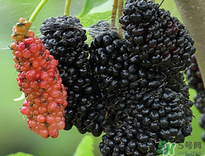 桑葚一天吃多少最好？桑葚一天吃多少合適？