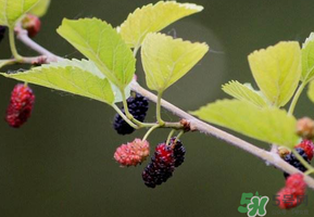 桑葚沒熟酸怎么辦？桑葚沒熟可以吃嗎？