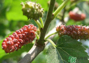 桑葚沒熟酸怎么辦？桑葚沒熟可以吃嗎？