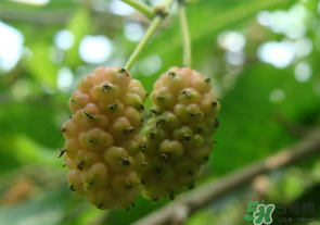 桑葚沒熟酸怎么辦？桑葚沒熟可以吃嗎？