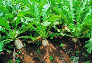 四月份可以種蘿卜嗎？4月份可以種蘿卜嗎？