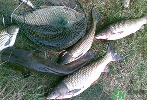 四月份能釣魚嗎？四月份釣什么魚？