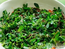 馬齒莧怎么保存?馬齒莧怎么保鮮? 馬齒莧怎么保存?馬齒莧怎么保鮮?