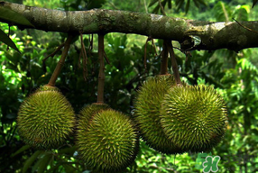 四月份有榴蓮嗎？4月份有榴蓮嗎？