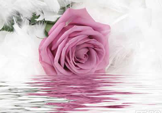 玫瑰水可以天天用嗎？玫瑰水多久用一次比較好？