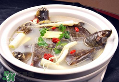 懷孕初期能吃甲魚嗎？懷孕初期可以吃甲魚嗎？