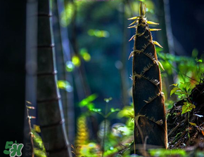 春筍什么時(shí)候有？春筍什么時(shí)候長(zhǎng)出來(lái)？