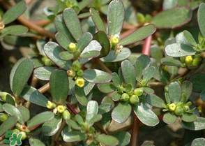 馬齒莧怎么吃好吃？馬齒莧怎么吃最好？