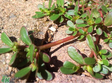 馬齒莧怎么吃好吃？馬齒莧怎么吃最好？