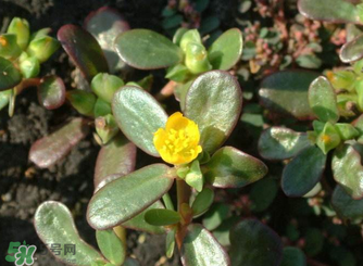 馬齒莧怎么吃好吃？馬齒莧怎么吃最好？