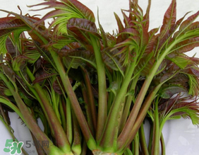 香椿幾月份可以吃？香椿什么時候吃？