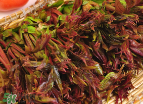 香椿幾月份可以吃？香椿什么時候吃？