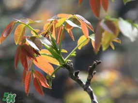 香椿為什么會苦？香椿苦味怎么回事？