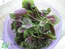 莧菜根能吃嗎?莧菜根可以吃嗎? 莧菜根能吃嗎?莧菜根可以吃嗎?