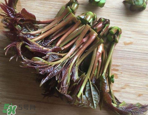 香椿可以曬干嗎？香椿怎么曬干？