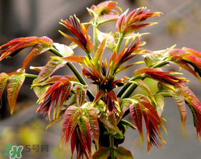 香椿可以冷凍嗎？香椿凍了能吃嗎？