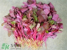 莧菜根的營(yíng)養(yǎng)價(jià)值 莧菜根的功效與作用 莧菜根的營(yíng)養(yǎng)價(jià)值 莧菜根的功效與作用