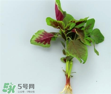 莧菜根的營(yíng)養(yǎng)價(jià)值 莧菜根的功效與作用 莧菜根的營(yíng)養(yǎng)價(jià)值 莧菜根的功效與作用