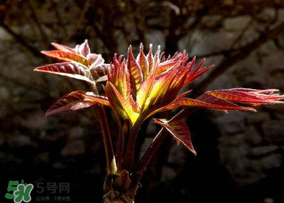 香椿能放冰箱嗎？香椿放冰箱能保存多久？