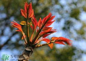 香椿苦能吃嗎？香椿苦怎么做好吃？