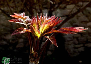 香椿苦能吃嗎？香椿苦怎么做好吃？