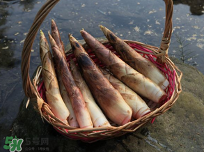 竹筍為什么澀？竹筍如何去澀？