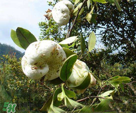 茶耳孕婦能吃嗎？孕婦能吃茶耳嗎？