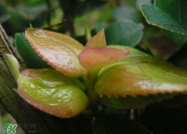 茶耳孕婦能吃嗎？孕婦能吃茶耳嗎？