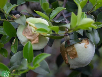 茶耳孕婦能吃嗎？孕婦能吃茶耳嗎？