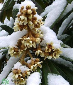 枇杷花孕婦能喝嗎？枇杷花孕婦可以喝嗎？