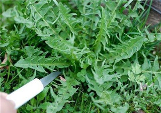 婆婆丁孕婦能吃嗎？婆婆丁孕婦可以吃嗎？