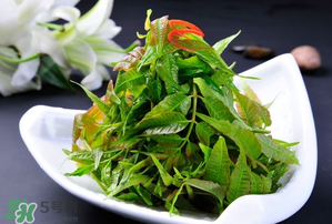 香椿可以涼拌嗎？香椿怎么涼拌嗎？