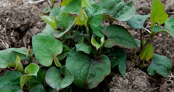 魚腥草根和葉哪個好？魚腥草根好還是葉子好
