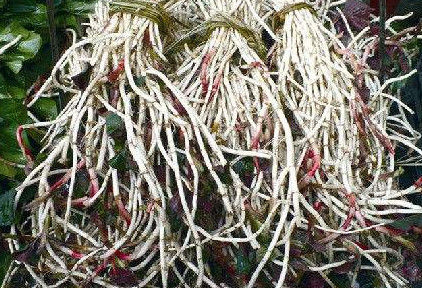 魚腥草根和葉哪個好？魚腥草根好還是葉子好