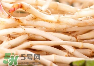 魚腥草根有什么作用？魚腥草根的功效與作用