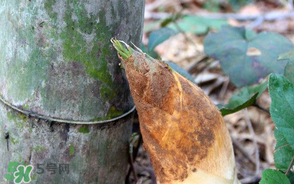竹筍是竹子嗎？竹筍和竹子的關(guān)系